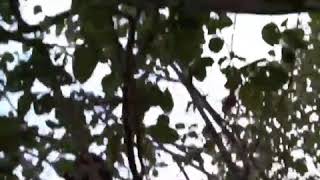 Download lagu Setatus wa lucu kocak monyet lepas mp3