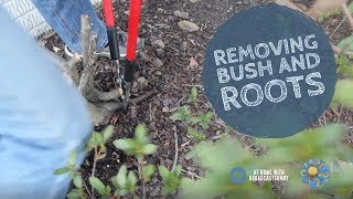 Removing a bush and roots