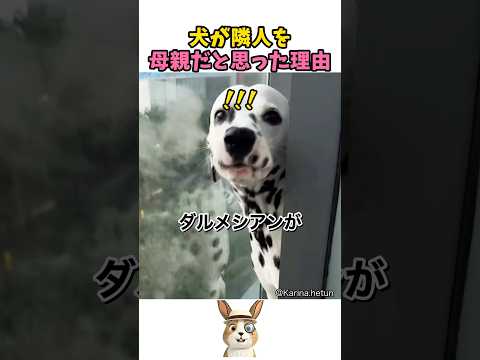 ダルメシアンが飛び込んできた理由