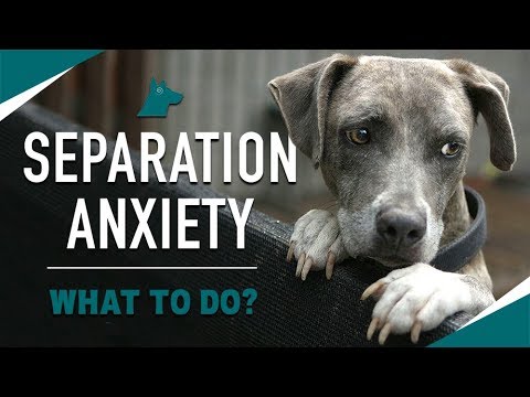 How to STOP Your Dog's Separation Anxiety (MUST TRY)