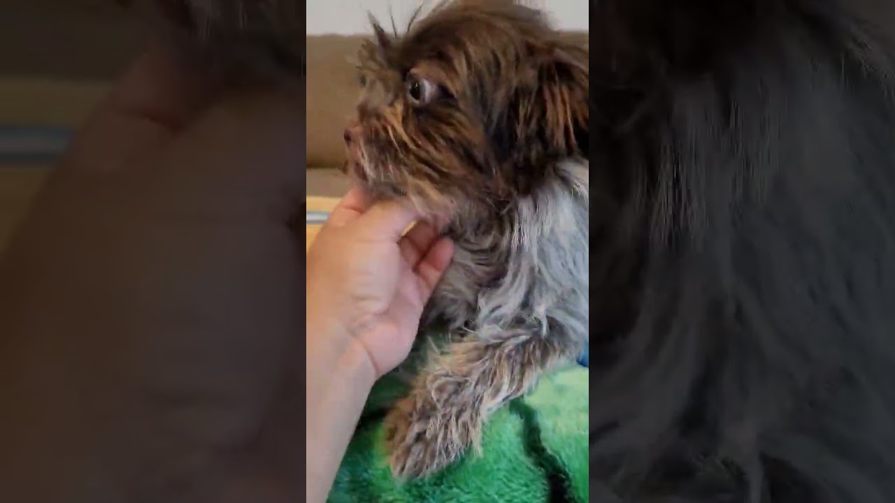 Enlarge Dozer, a Adoptable mixed breed in Nashua, NH video 6/6