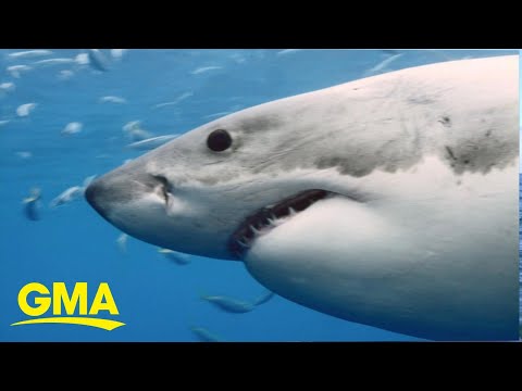 New research captures video of juvenile white shark nursery at popular beach | GMA