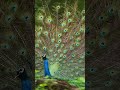 A peacock peacocking 🦚