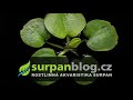 Akvarijní rostliny Limnobium spongia