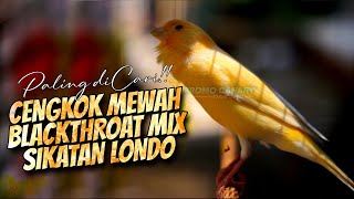 Download lagu KENARI ISIAN MEWAH PALING DICARI - MASTERAN KENARI ISIAN BLACKTHROAT DAN SIKATAN LONDO GACOR MERDU mp3