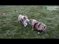 Australian Shepherd dogs for sale: Lance - Video 1