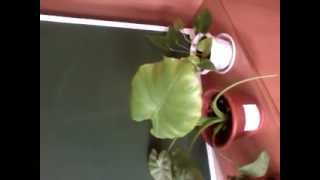 Цветок колбасится под Shivaree -- John 2/14