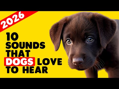 10 Sounds that Dogs Love to Hear the Most (2026)