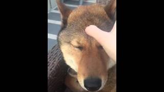 Dog facial relaxation massage