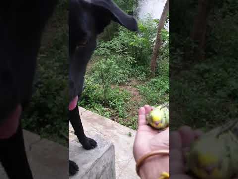 Friendship of Dog and Baby Budgie| Sahithi's World