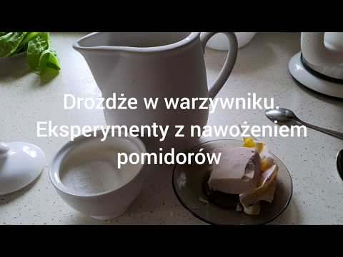 Drożdże w ogrodzie.  Eksperymenty z nawożeniem pomidorów.