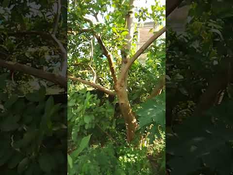 #guava #greenenvironment #nature Shrawan 22 2082 Thursday August 07 04 27 Pm 2025