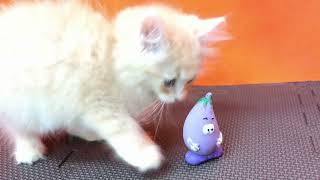 サイベリアンの動画01