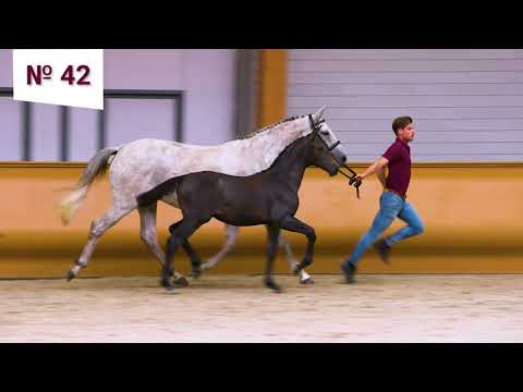 42. Panama FT (Cornet de Semilly x I'm Special de Muze x Come on)