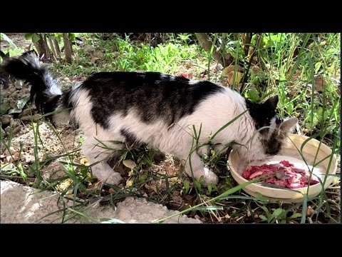 This is the last morning for Inessa before the sterilization operation | I feed homeless animals