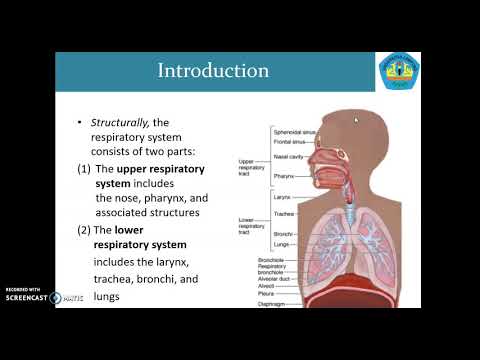 Praktikum Systema Respiratoria - Cara membedakan struktur histologis trakea, bronkus dan bronkiolus