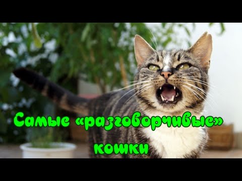 Самые «разговорчивые» кошки  The most