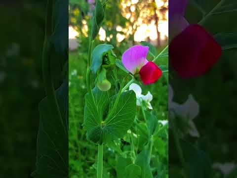 #viral #mahika #happy #ytshorts #nature