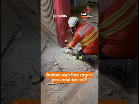 Bombeiros salvam filhotes de gatos presos em tubulação no DF