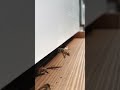 Bees Landing in Slow Motion