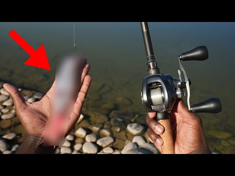 This Is The ONLY Swimbait You Need To Catch Fish With All Year Round!