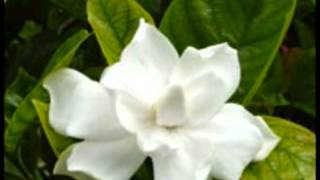 Micheal Franks Under The Sun