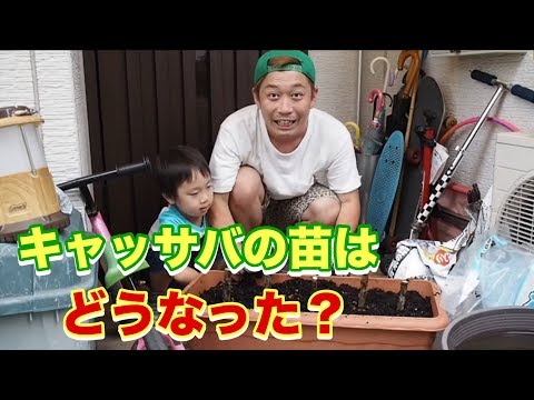 園芸 キャッサバ、タピオカ