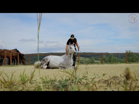 Minden napra lovaskultúra - Kaszkadőrlovak képzése (75. rész)