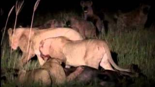 Enemigos Eternos Hienas y Leones final.avi