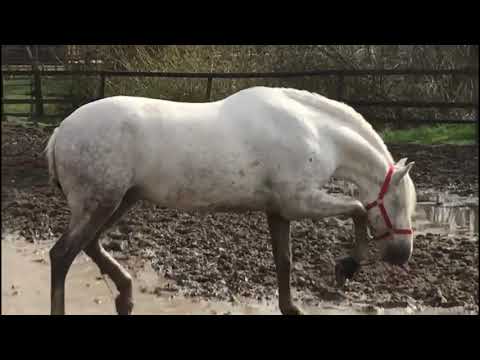 PRE wälzen sich genüßlich in Pfützen