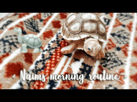 Naims day in life! tortoise facts and routine! 🐢🤍 - Naim The Turtle