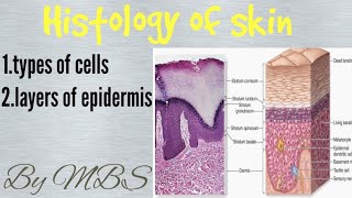 histology of skin | integumentary syestem part 1 of 3