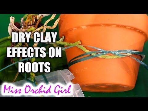 , title : 'Using clay pots with Orchids - warnings and considerations