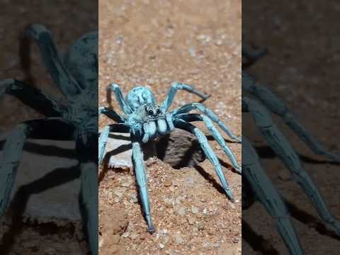 Wolf Spider Springs Out Of Hole! 🕳️#shorts