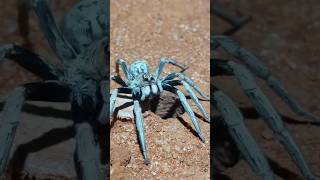 Download lagu Wolf Spider Springs Out Of Hole! 🕳️#shorts mp3 Download lagu Wolf Spider Springs Out Of Hole! 🕳️#shorts mp3