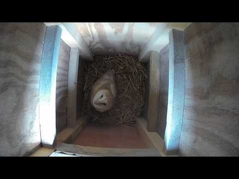 Barn Owl in nestbox 17Mar16