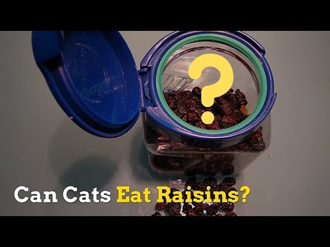 Can Cats Eat Raisins | Is This a Healthy Food for Kittens