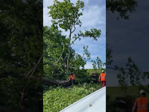 Tree Tech Arb & Forestry Services Ltd video.