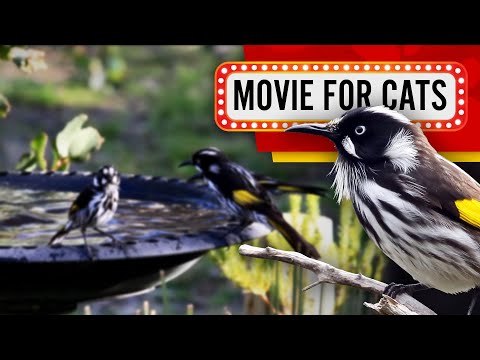 Movie for Cats - Bird bath (Videos for Cats to watch) 3 Hours
