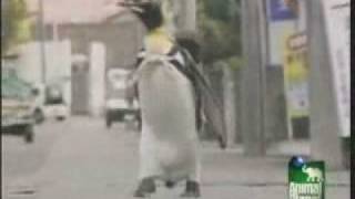 Adorable Pet Penguin in Japan Goes Shopping for Fish!!