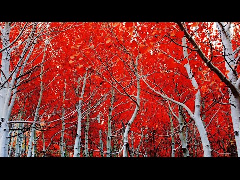 Exploring the SCP Foundation: SCP-3989 - The Bone Orchard