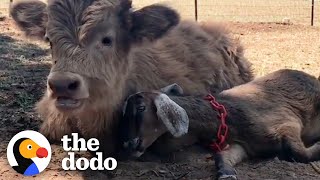 Sad Baby Cow Needed A Friend...Then This Baby Goat Came Along | The Dodo Odd Couples by The Dodo