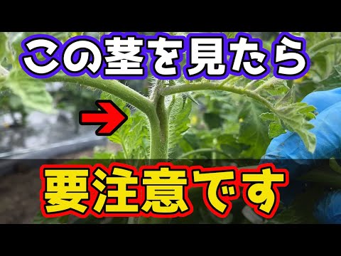 , title : '【トマト】この茎、危険です。急いで探してください！【家庭菜園】'