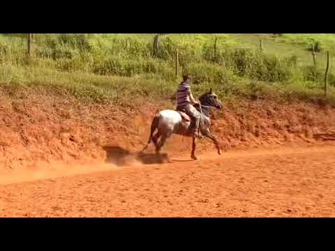 Cavalo mangalarga marchador