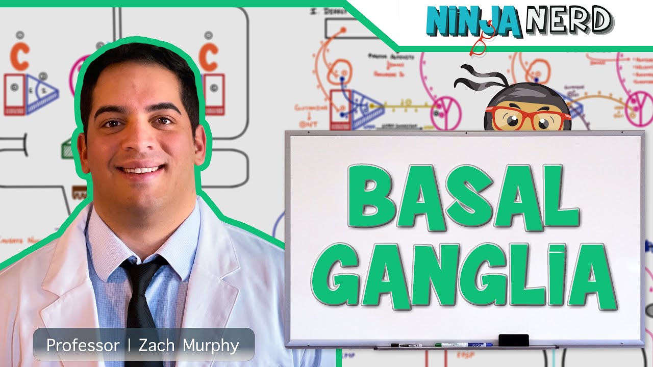 Neurology | Basal Ganglia Anatomy & Function | Direct & Indirect Pathways