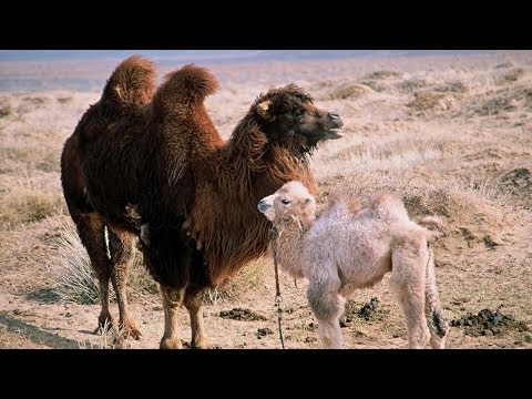 download lagu mp3 mp4 Die Geschichte Vom Weinenden Kamel, download lagu Die Geschichte Vom Weinenden Kamel gratis, unduh video klip Die Geschichte Vom Weinenden Kamel