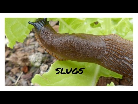 WARNING: This Video WILL Give you NIGHTMARES: Giant Slug Invasion