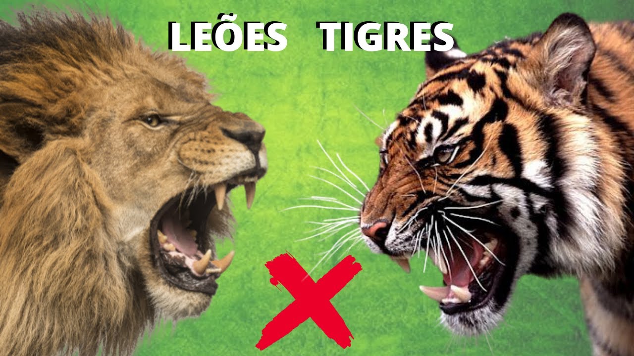 LEÕES E TIGRES! O QUE PODE ACONTECER QUANDO ESSES GRANDES FELINOS SE ENCONTRAM?