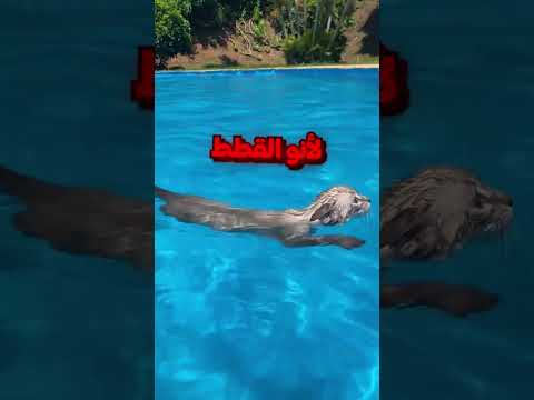 ليش القطط تكره الماء؟😂