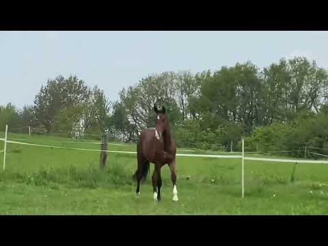 2020 - Sermaraike - von Goldberg a.d. VbPrSt Serjade (Franziskus)